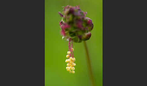 Kleiner Wiesenknopf (Sanguisorba minor)