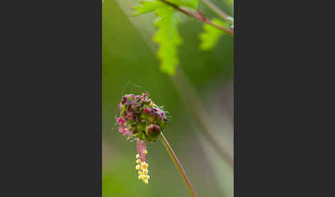 Kleiner Wiesenknopf (Sanguisorba minor)