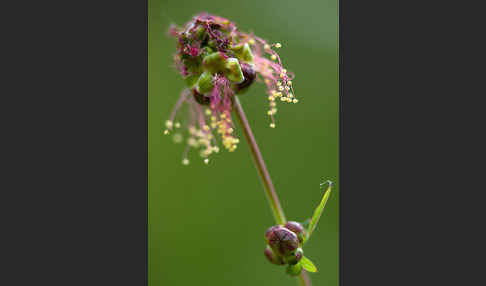 Kleiner Wiesenknopf (Sanguisorba minor)