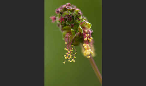 Kleiner Wiesenknopf (Sanguisorba minor)