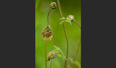 Kleiner Wiesenknopf (Sanguisorba minor)