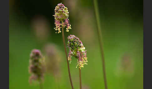 Kleiner Wiesenknopf (Sanguisorba minor)