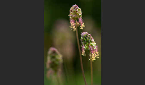 Kleiner Wiesenknopf (Sanguisorba minor)