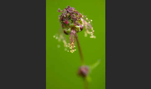 Kleiner Wiesenknopf (Sanguisorba minor)