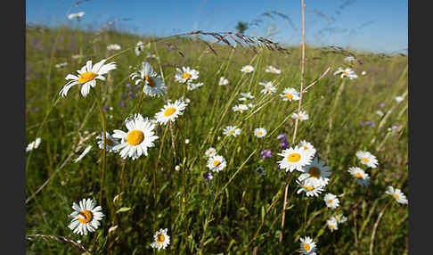 Margerite (Leucanthemum vulgare)