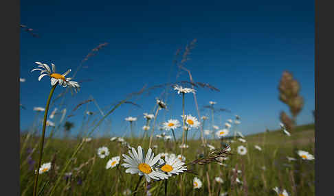 Margerite (Leucanthemum vulgare)