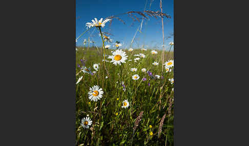 Margerite (Leucanthemum vulgare)