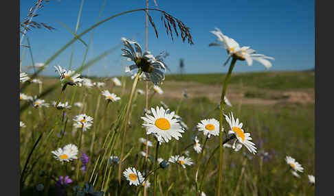 Margerite (Leucanthemum vulgare)