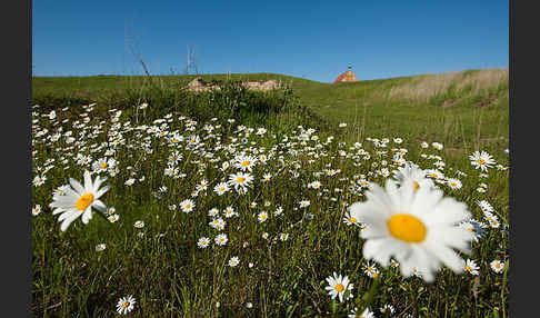 Margerite (Leucanthemum vulgare)