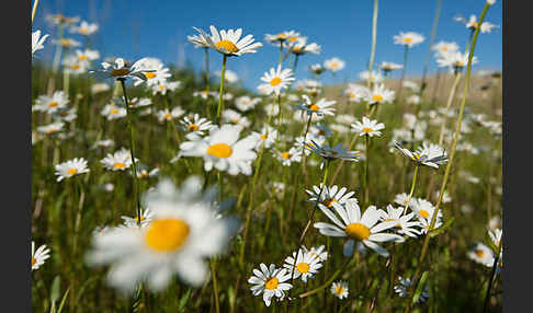 Margerite (Leucanthemum vulgare)