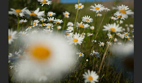 Margerite (Leucanthemum vulgare)