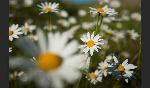 Margerite (Leucanthemum vulgare)