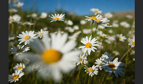 Margerite (Leucanthemum vulgare)