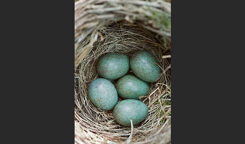 Amsel (Turdus merula)