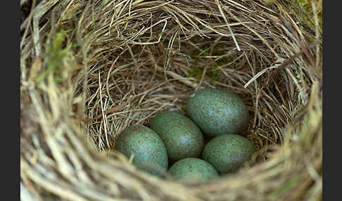 Amsel (Turdus merula)