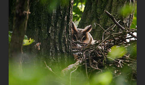 Waldohreule (Asio otus)