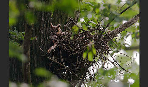 Waldohreule (Asio otus)