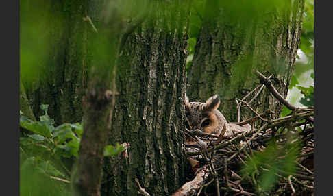 Waldohreule (Asio otus)