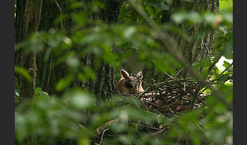 Waldohreule (Asio otus)