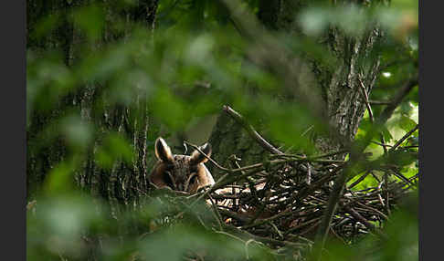 Waldohreule (Asio otus)