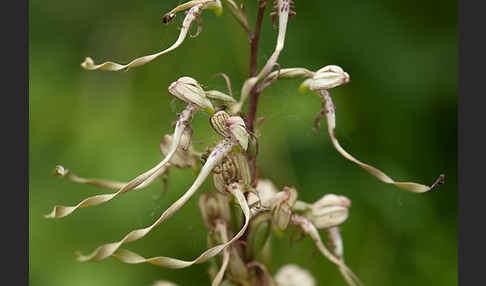 Bocks-Riemenzunge (Himantoglossum hircinum)