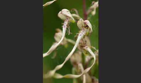 Bocks-Riemenzunge (Himantoglossum hircinum)