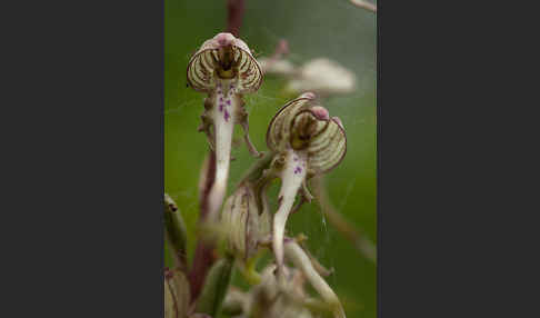 Bocks-Riemenzunge (Himantoglossum hircinum)