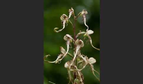 Bocks-Riemenzunge (Himantoglossum hircinum)