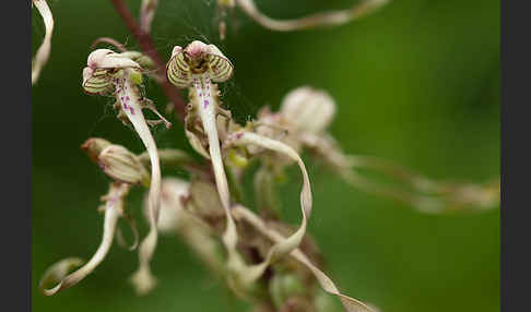 Bocks-Riemenzunge (Himantoglossum hircinum)