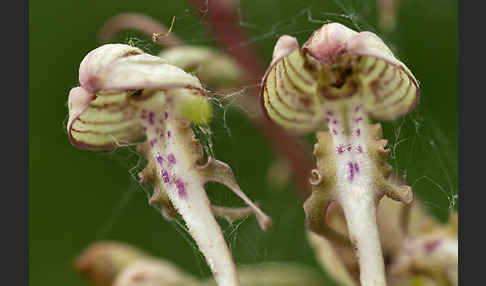 Bocks-Riemenzunge (Himantoglossum hircinum)