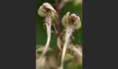 Bocks-Riemenzunge (Himantoglossum hircinum)