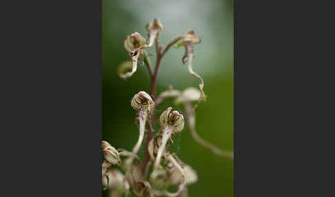 Bocks-Riemenzunge (Himantoglossum hircinum)