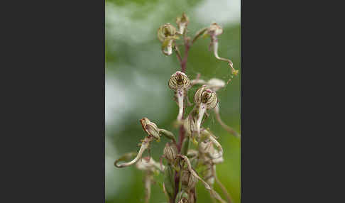 Bocks-Riemenzunge (Himantoglossum hircinum)