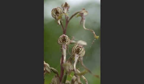 Bocks-Riemenzunge (Himantoglossum hircinum)