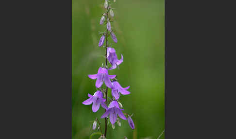 Acker-Glockenblume (Campanula rapunculoides)