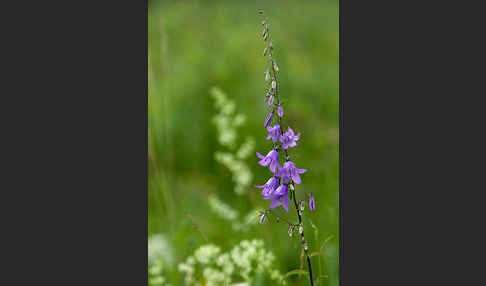 Acker-Glockenblume (Campanula rapunculoides)