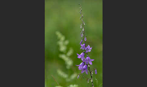 Acker-Glockenblume (Campanula rapunculoides)