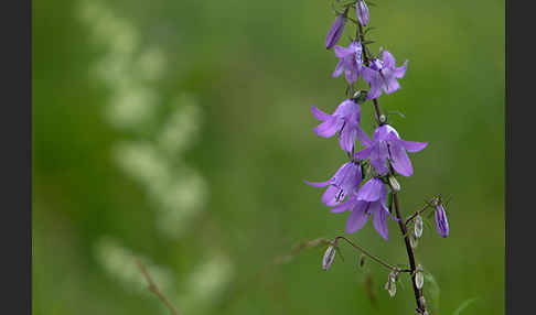 Acker-Glockenblume (Campanula rapunculoides)