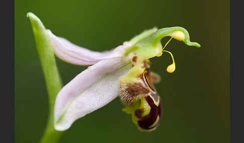 Bienen-Ragwurz (Ophrys apifera)