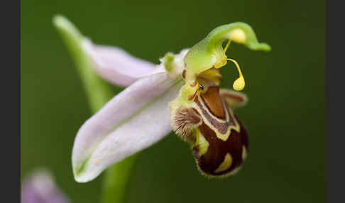 Bienen-Ragwurz (Ophrys apifera)