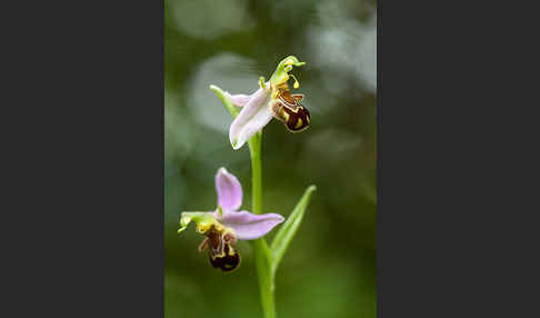 Bienen-Ragwurz (Ophrys apifera)