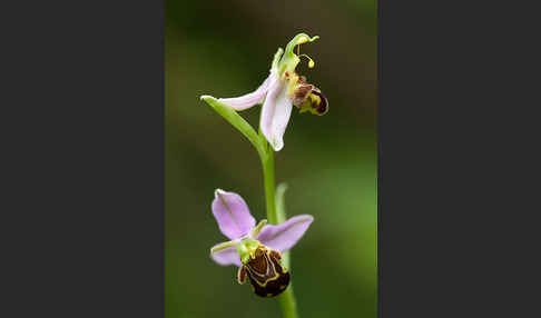 Bienen-Ragwurz (Ophrys apifera)