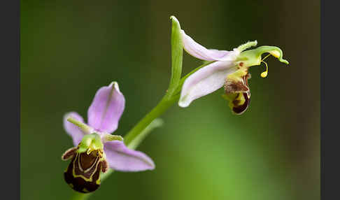 Bienen-Ragwurz (Ophrys apifera)