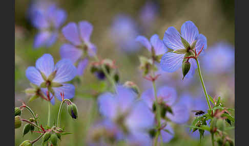 Wiesen-Storchschnabel (Geranium pratense)