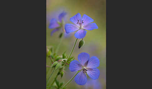 Wiesen-Storchschnabel (Geranium pratense)