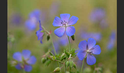 Wiesen-Storchschnabel (Geranium pratense)