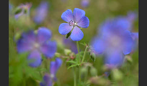 Wiesen-Storchschnabel (Geranium pratense)