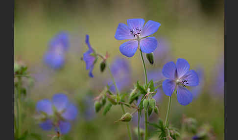 Wiesen-Storchschnabel (Geranium pratense)