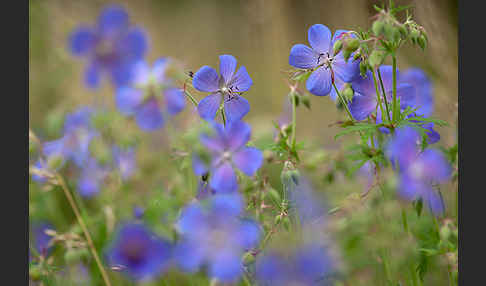 Wiesen-Storchschnabel (Geranium pratense)