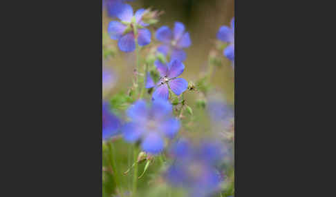 Wiesen-Storchschnabel (Geranium pratense)